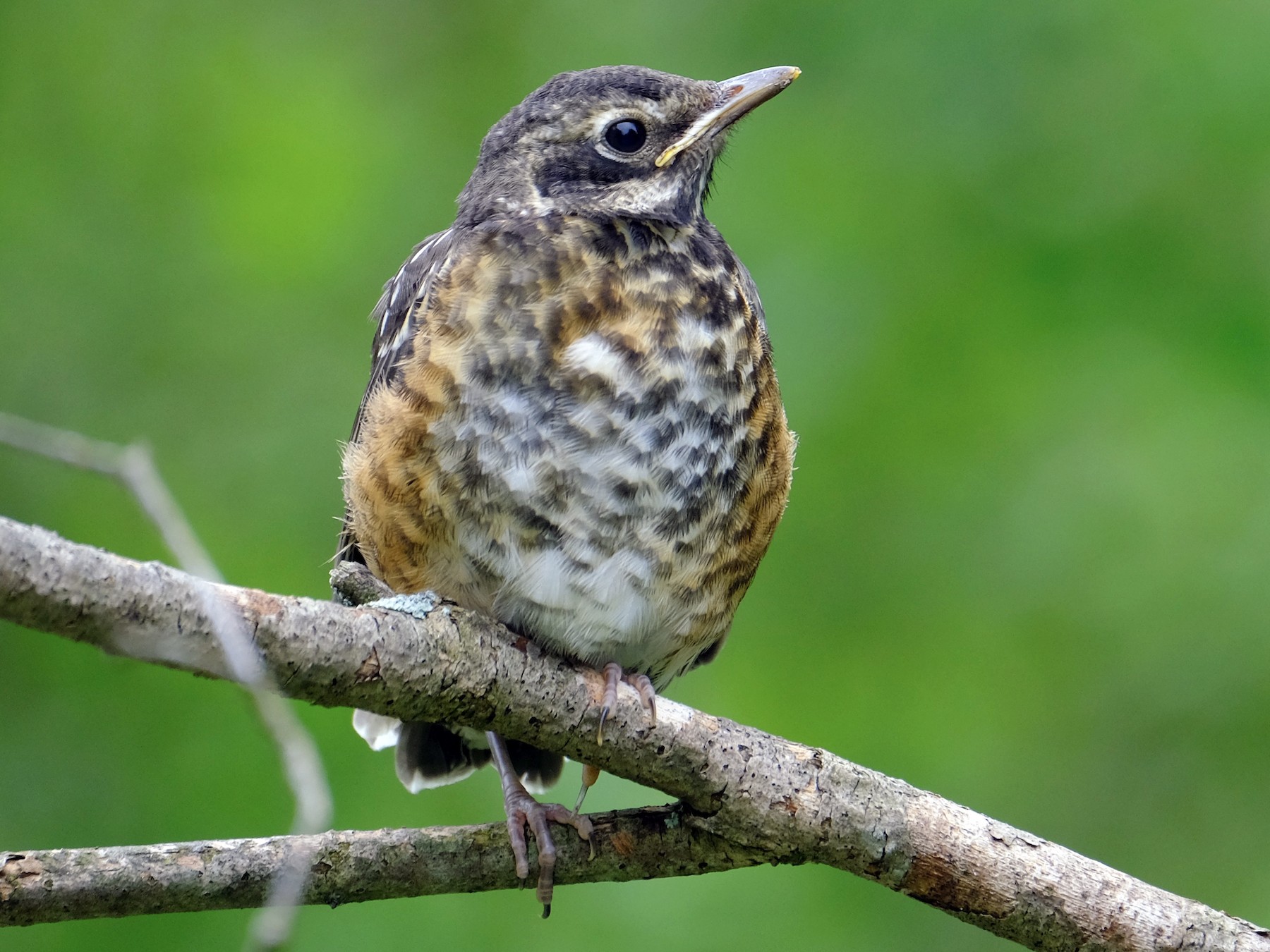 American Robin - Song Of America