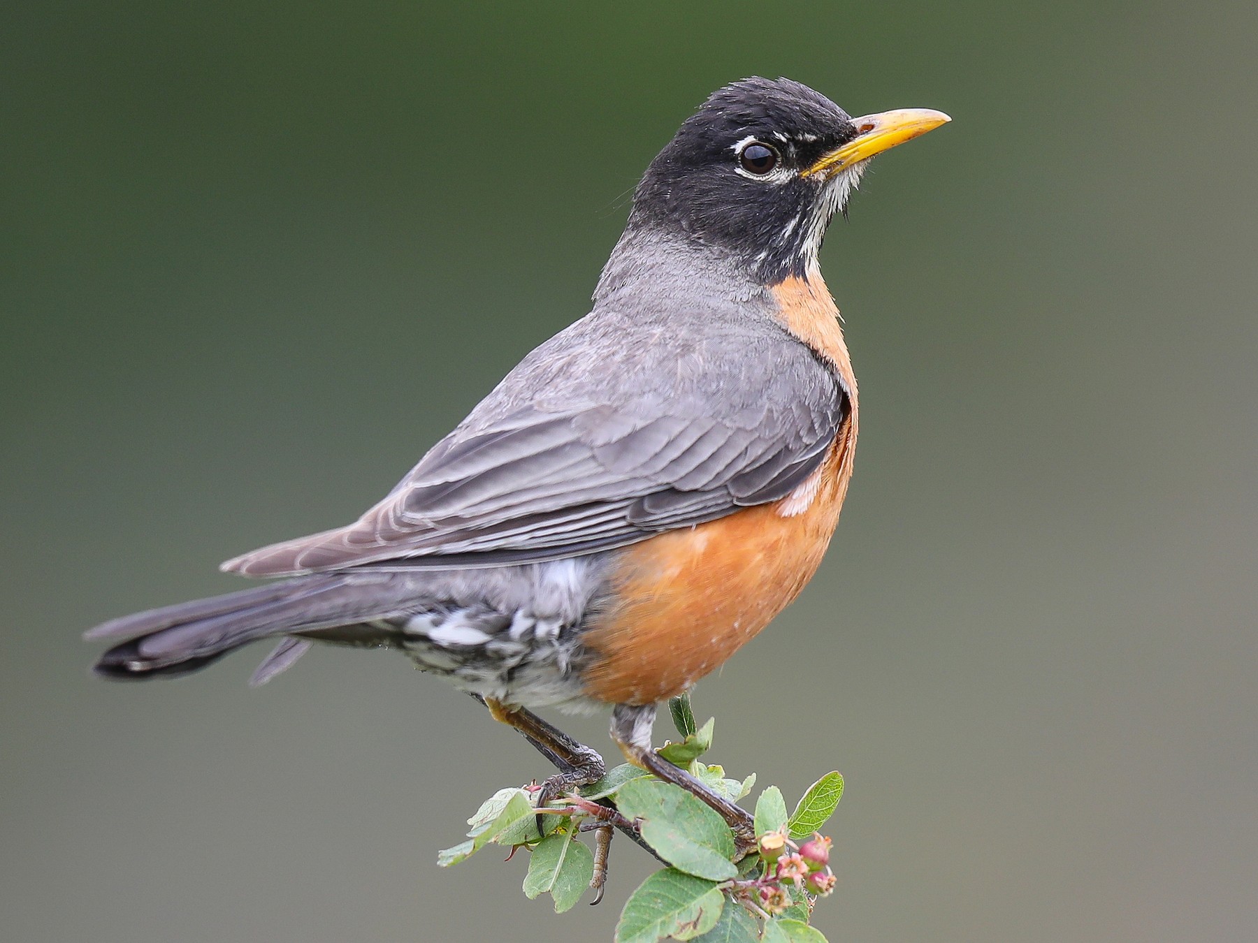 Species Spotlight: American Robin