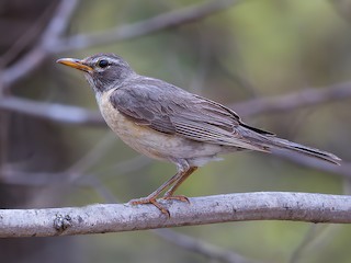 Дорослий птах (San Lucas) - Dubi Shapiro - ML303441871