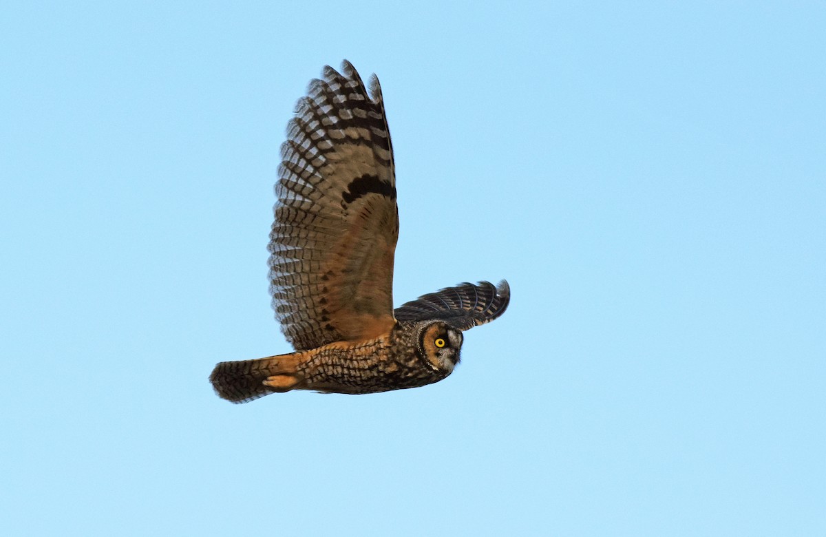 Long-eared Owl (American) - Ryan O'Donnell