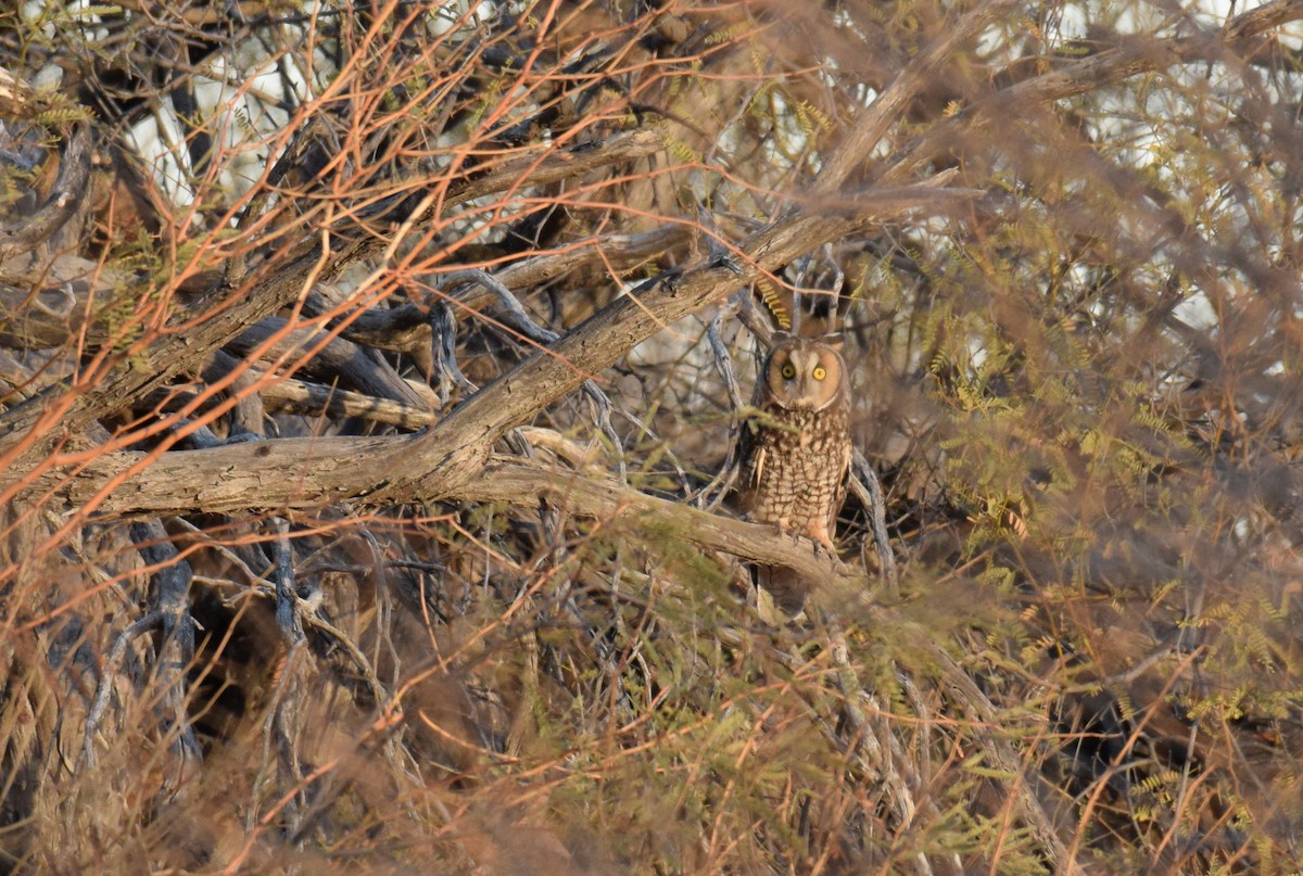 Kulaklı Orman Baykuşu (wilsonianus/tuftsi) - ML303443501
