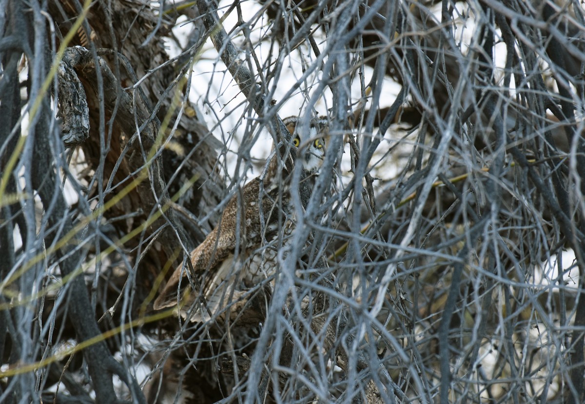 Long-eared Owl (American) - ML303443701