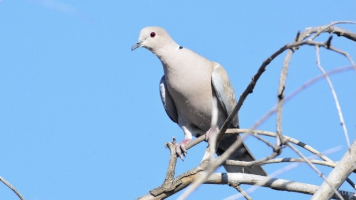 Eurasian Collared-Dove - Madhu Venkatesh