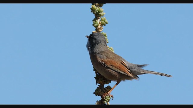 Spectacled Warbler - ML303446601