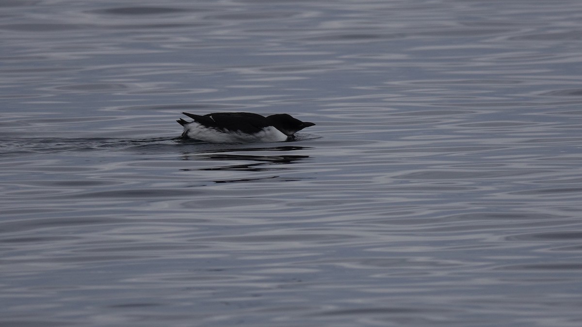 Thick-billed Murre - ML303450141