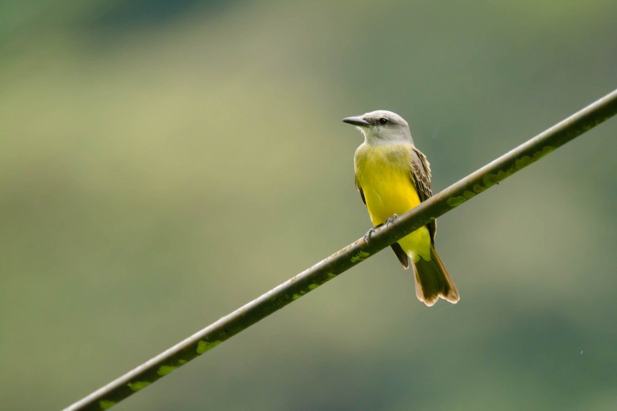 Tropical Kingbird - Juan Sebastian Moreno