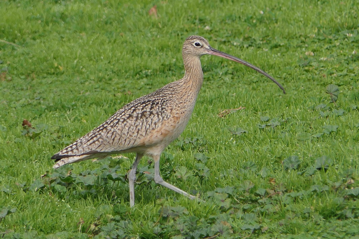 Long-billed Curlew - ML303460361