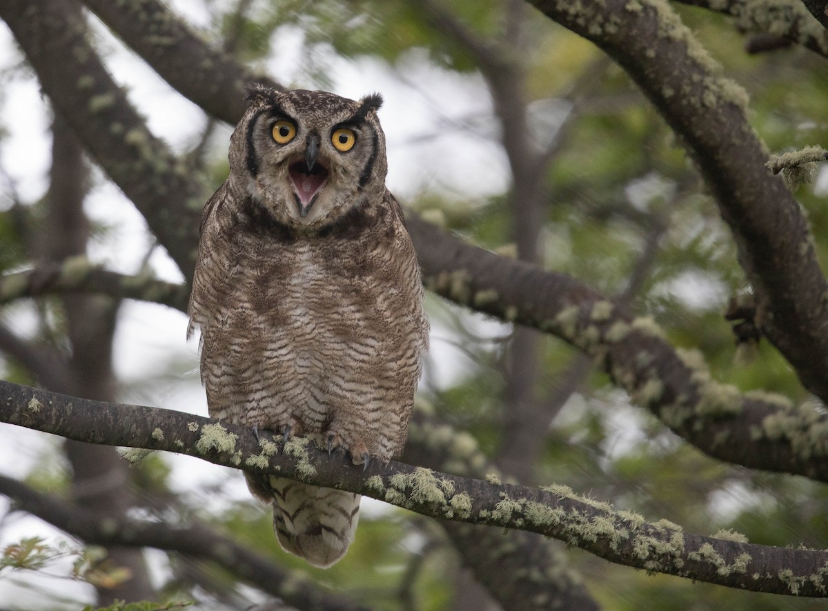Lesser Horned Owl - ML303460541
