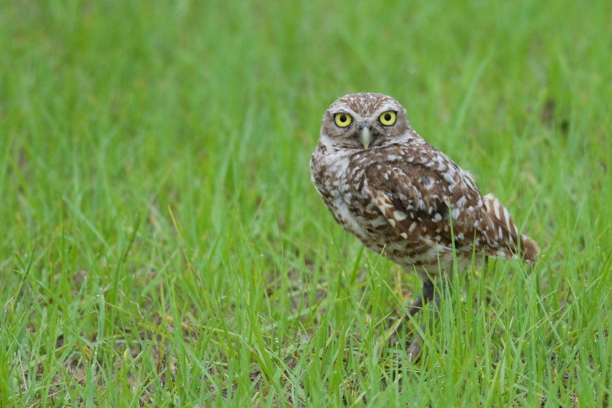 Burrowing Owl (Florida) - Jonathan Mays