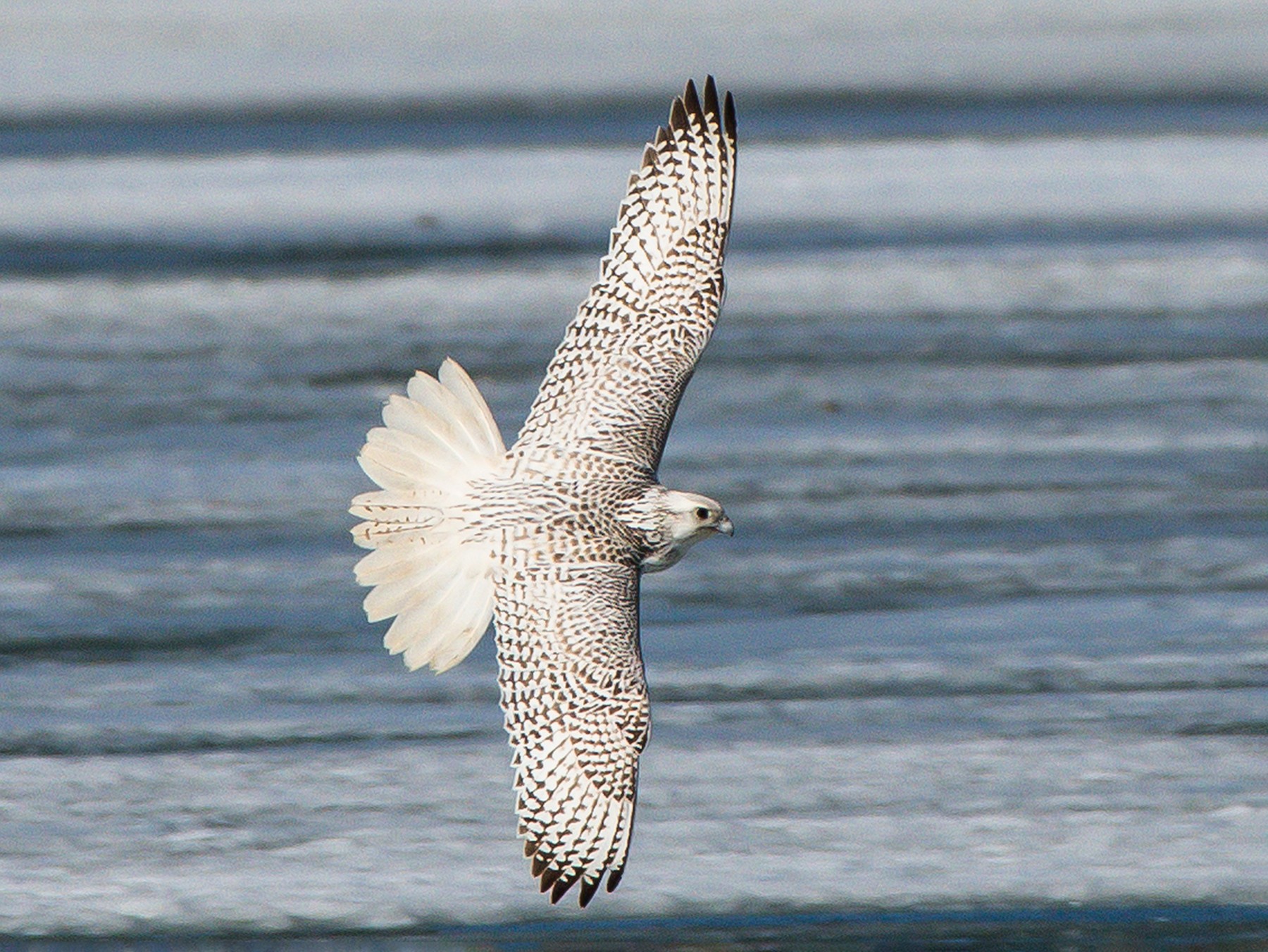 Gyrfalcon - Frank King