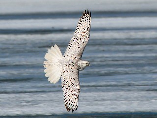 シロハヤブサ - eBird