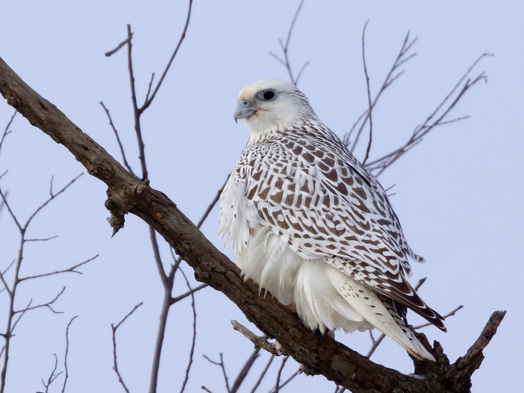 Gyrfalcon - Tara Fuller