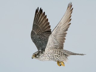 虹色　メタプラ　北海道　遠別　2025.5 採取 Gyrfalcon - eBird