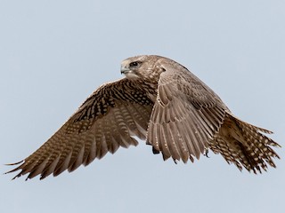 未成鳥暗色型 - Robb Bell - ML303462651