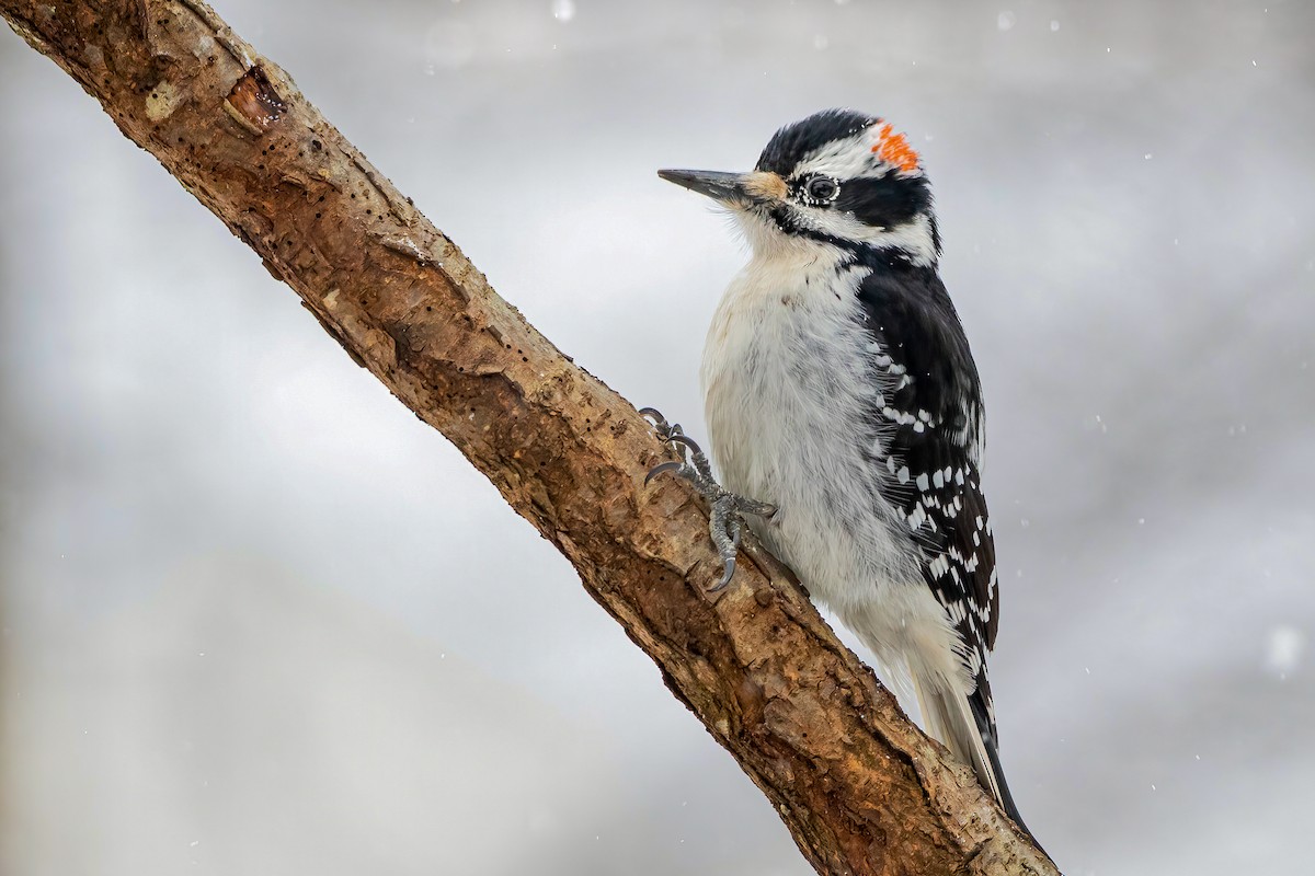 Hairy Woodpecker - Matthew Plante