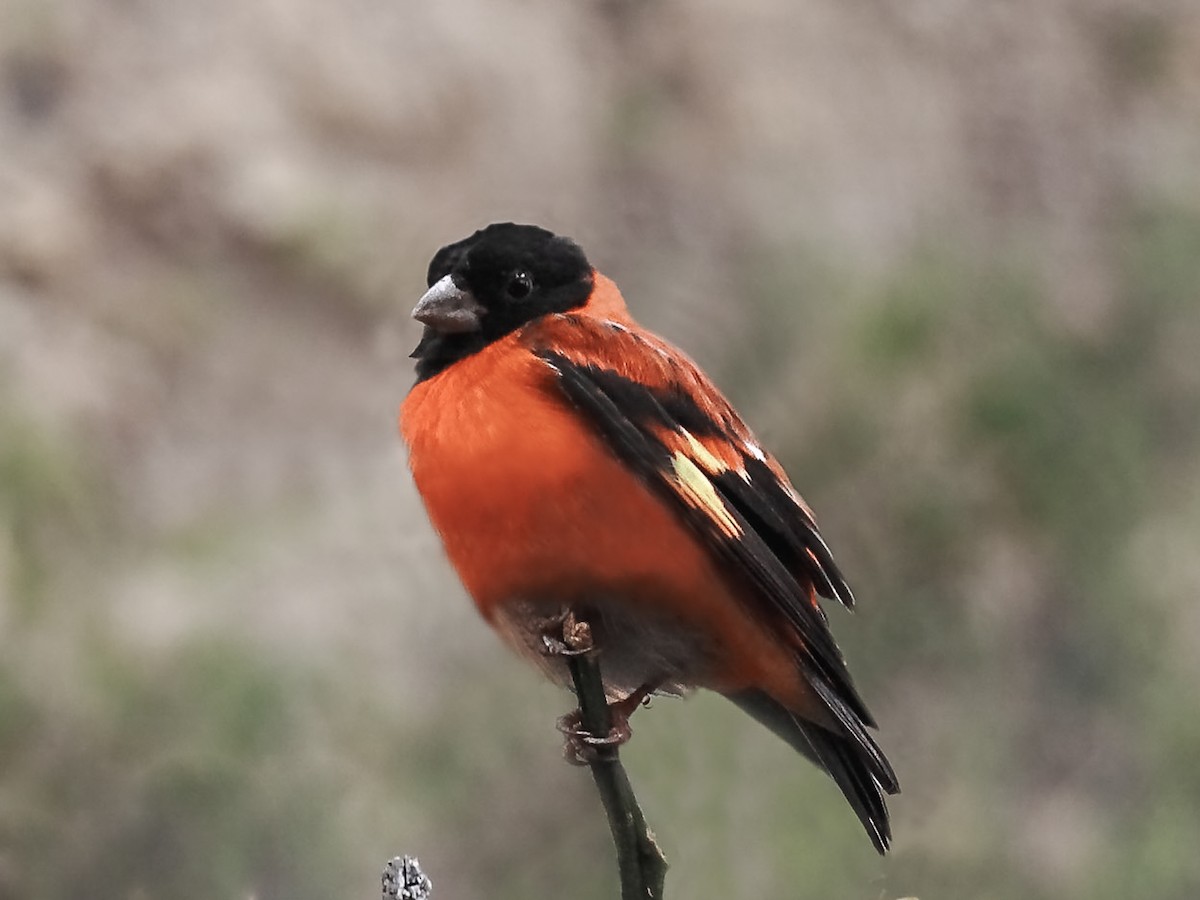 Shampan tuygulari bilan blowjob