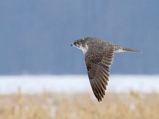 灰色型未成年鳥 - J B - ML303465181