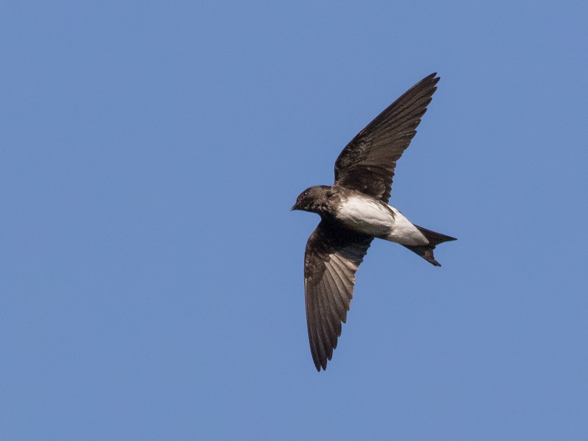 Sinaloa Martin - Progne sinaloae - Birds of the World