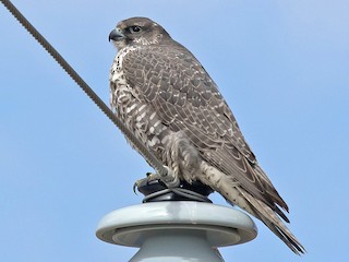 Immature gray morph - Garry  Sadler - ML303466341