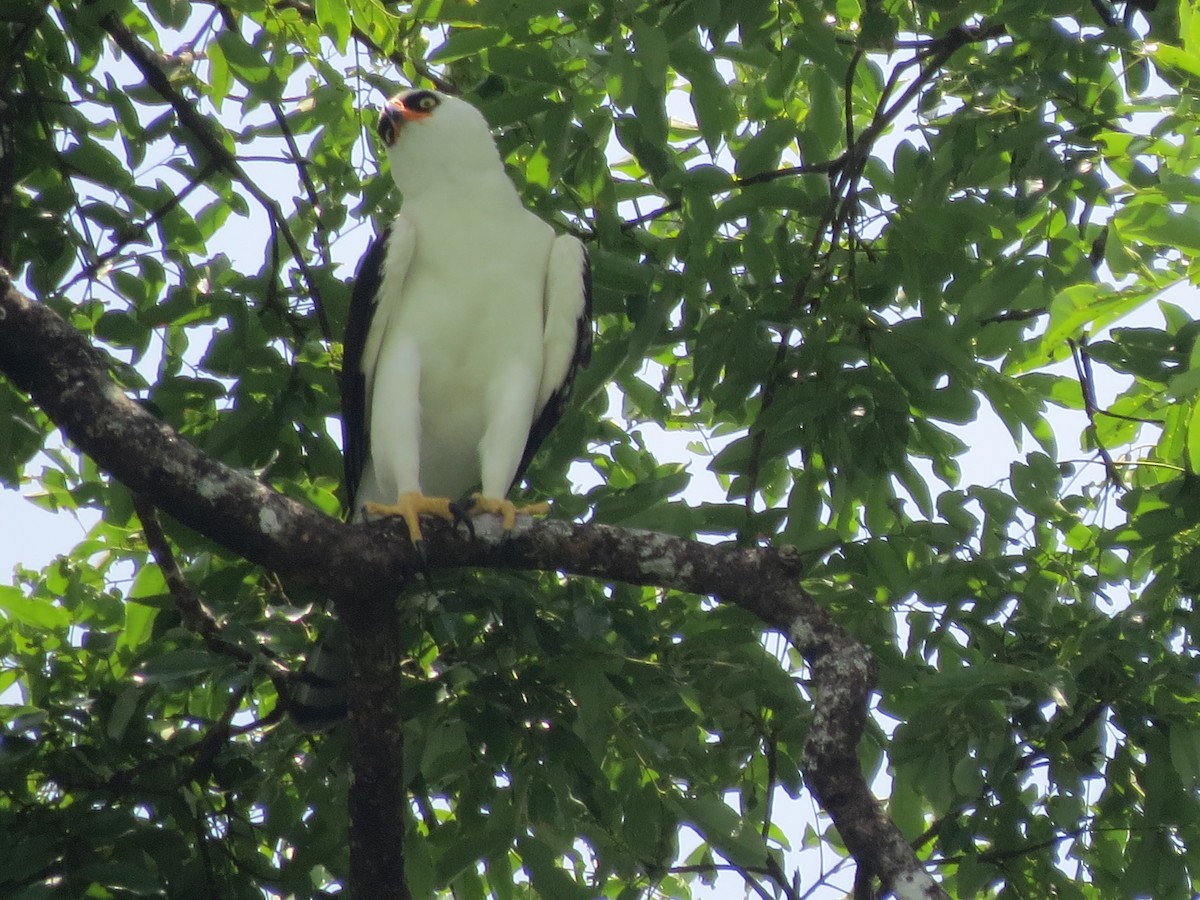 Black-and-white Hawk-Eagle - Francisco Emilio Roldan Velasco Tuxtla Birding Club - Chiapas