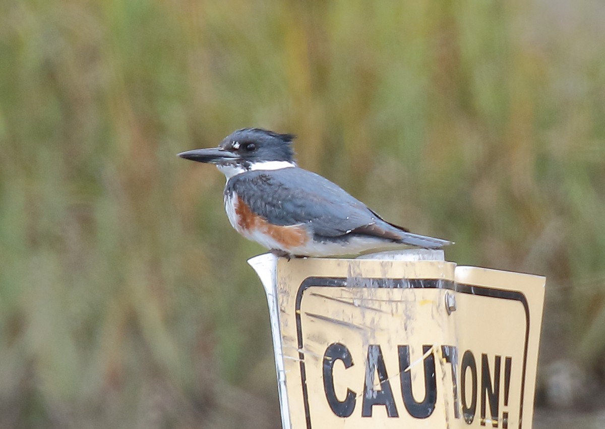 Belted Kingfisher - ML303467861