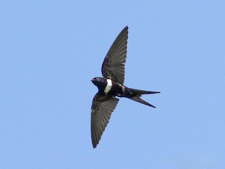  - White-banded Swallow