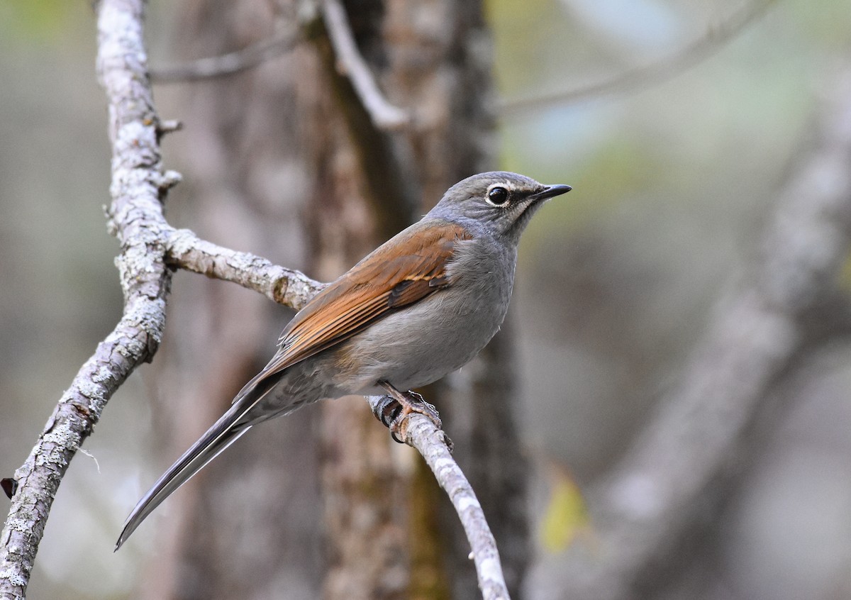 Brown-backed Solitaire - Mauricio López
