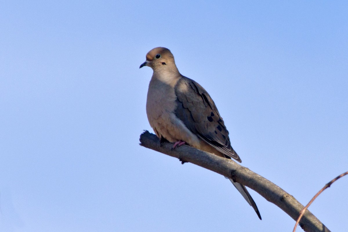 Mourning Dove - Rob Dickerson