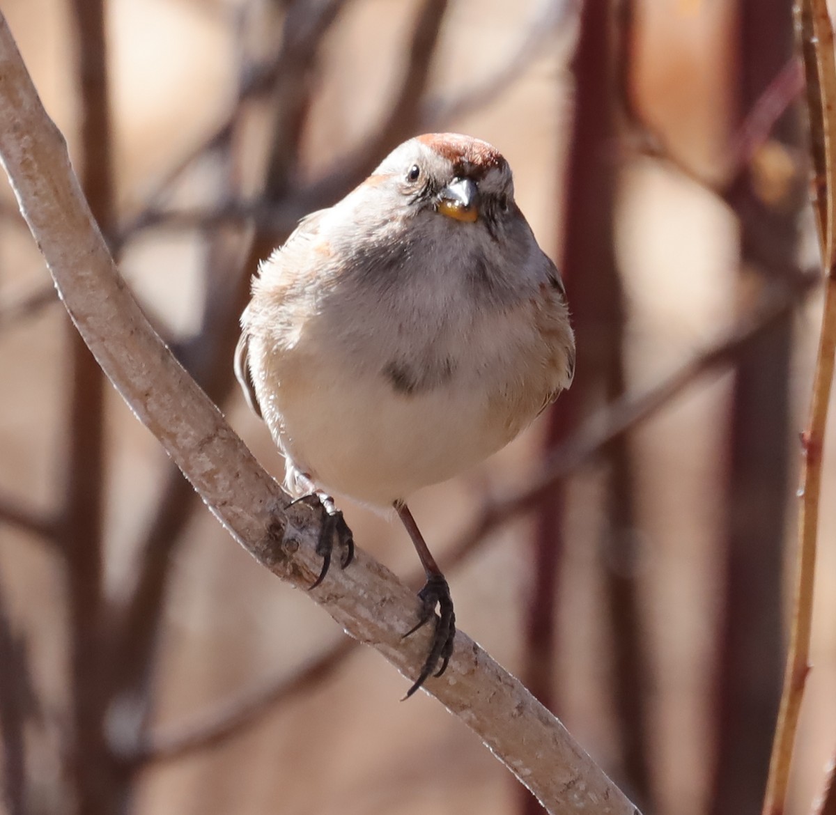 American Tree Sparrow - ML303479361