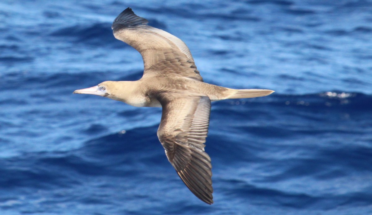 Red-footed Booby - ML303479501
