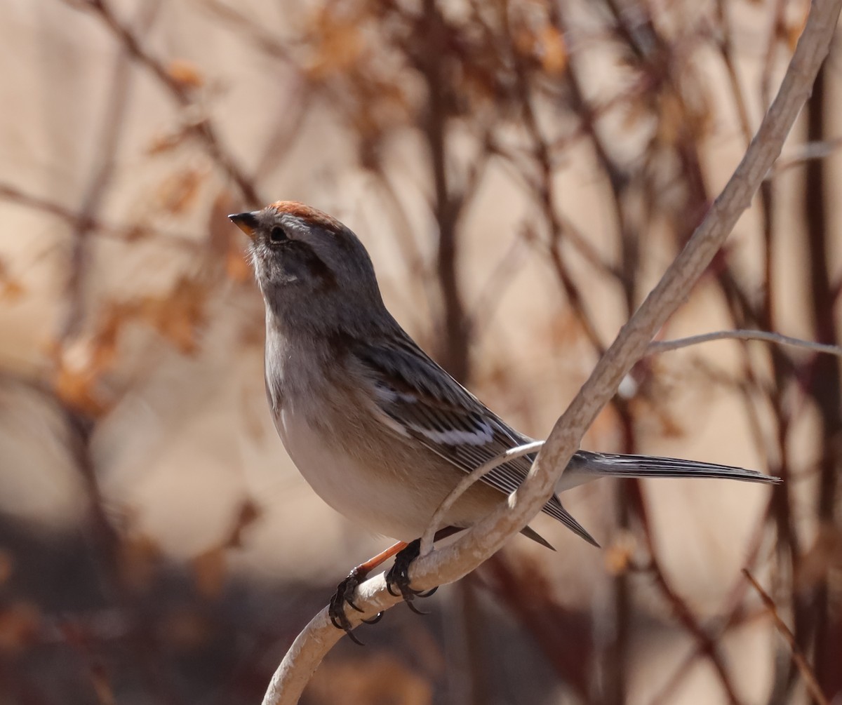 American Tree Sparrow - mark hinton