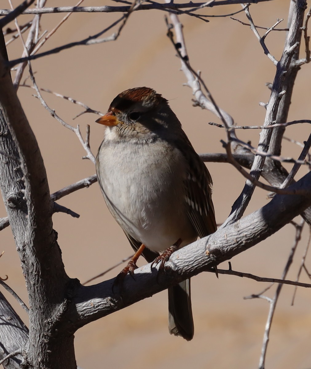 White-crowned Sparrow - ML303479741