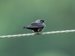  - White-thighed Swallow