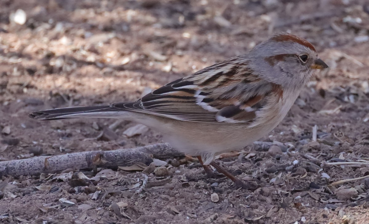American Tree Sparrow - mark hinton