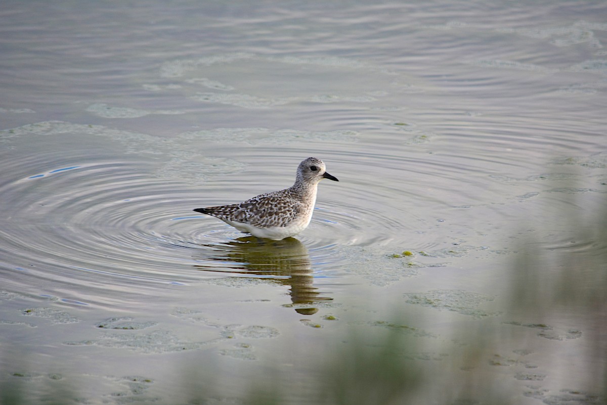Black-bellied Plover - Paulo Narciso