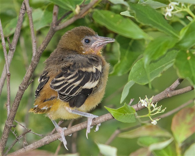 Baltimore Oriole chick undergoing Prejuvenile Molt (18 June). - Baltimore Oriole - 