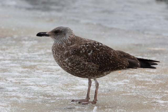 カモメ亜科 Ebird