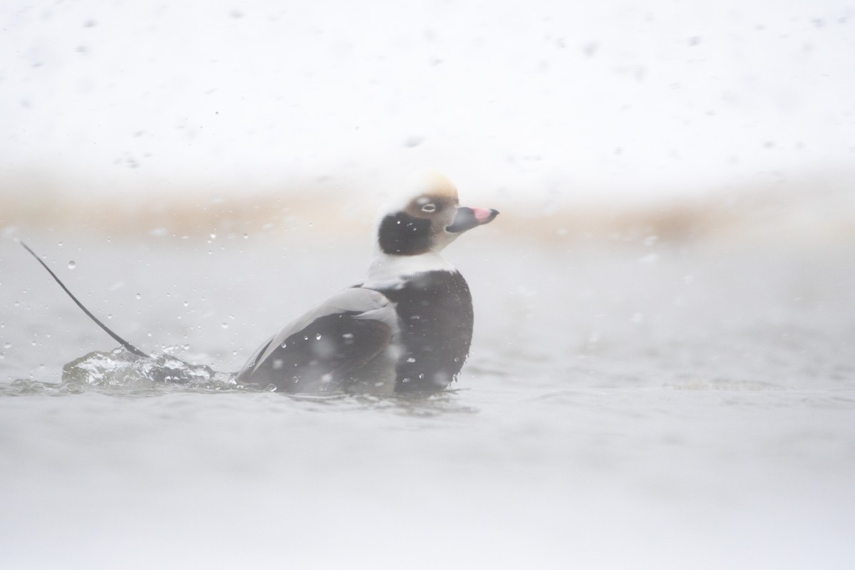 Long-tailed Duck - ML303499781
