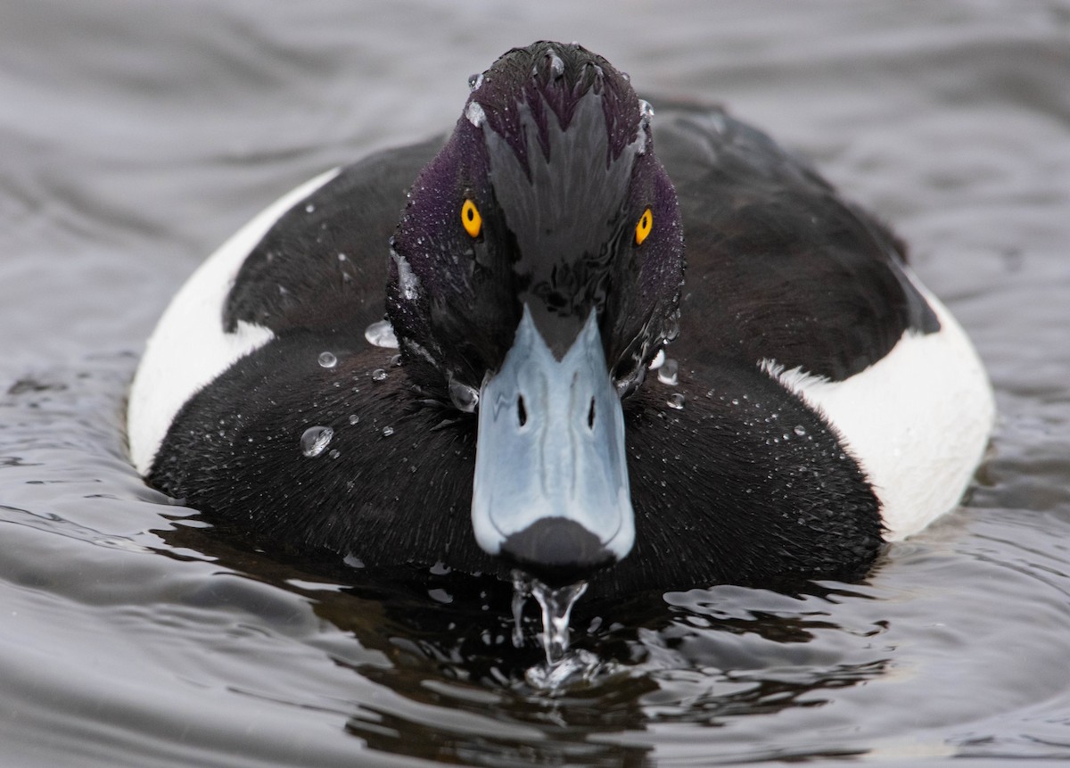 Tufted Duck - ML303499841