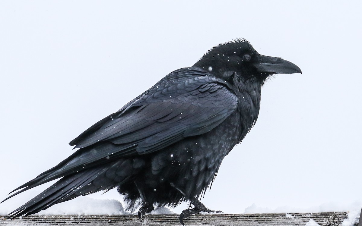 Common Raven - ML303501341