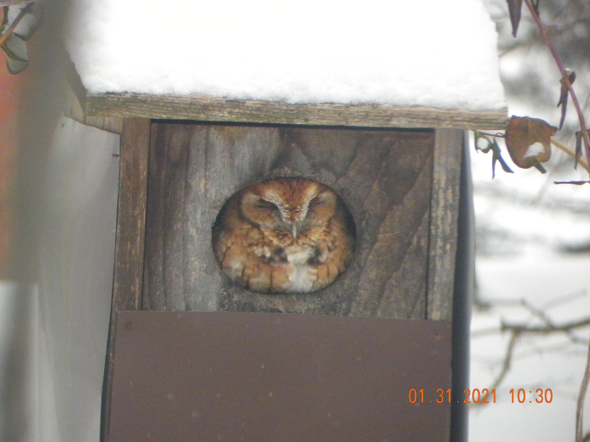 Eastern Screech-Owl - ML303501981