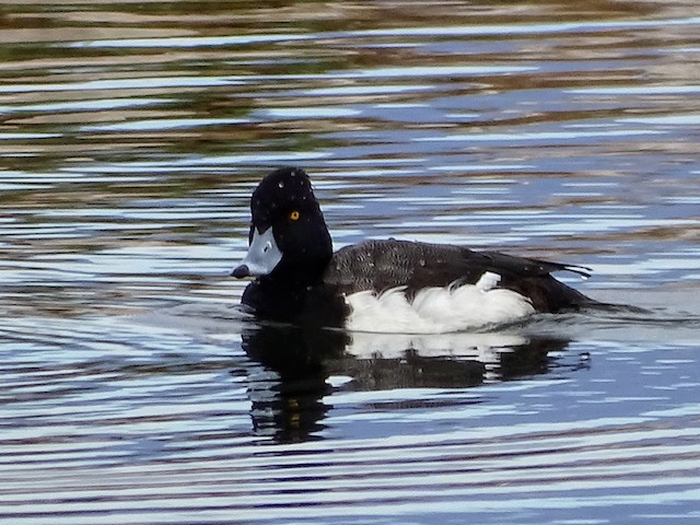雑種 キンクロハジロ ｘ スズガモ コスズガモ Ebird