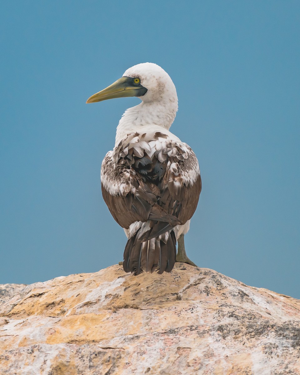 Masked Booby - ML303508411