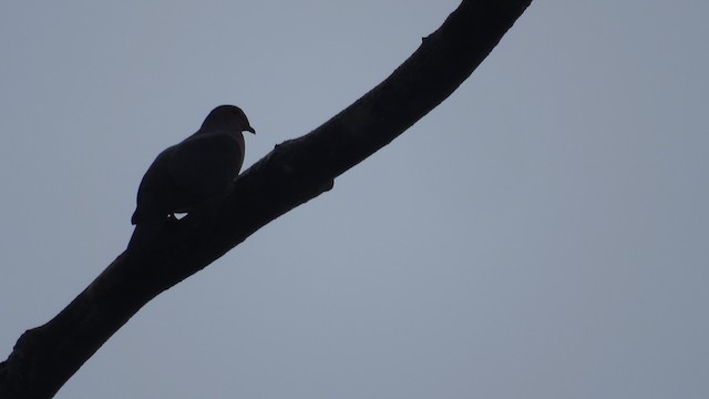Short-billed Pigeon