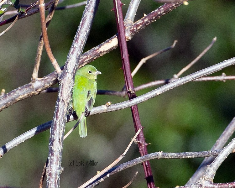 eBird Checklist 18 Dec 2013 stakeout Painted Bunting, Eastside Boat