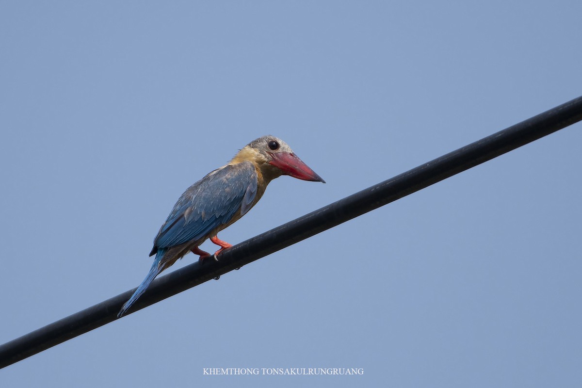 Stork-billed Kingfisher - Khemthong Tonsakulrungruang