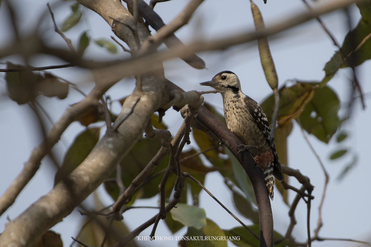 Freckle-breasted Woodpecker - Khemthong Tonsakulrungruang