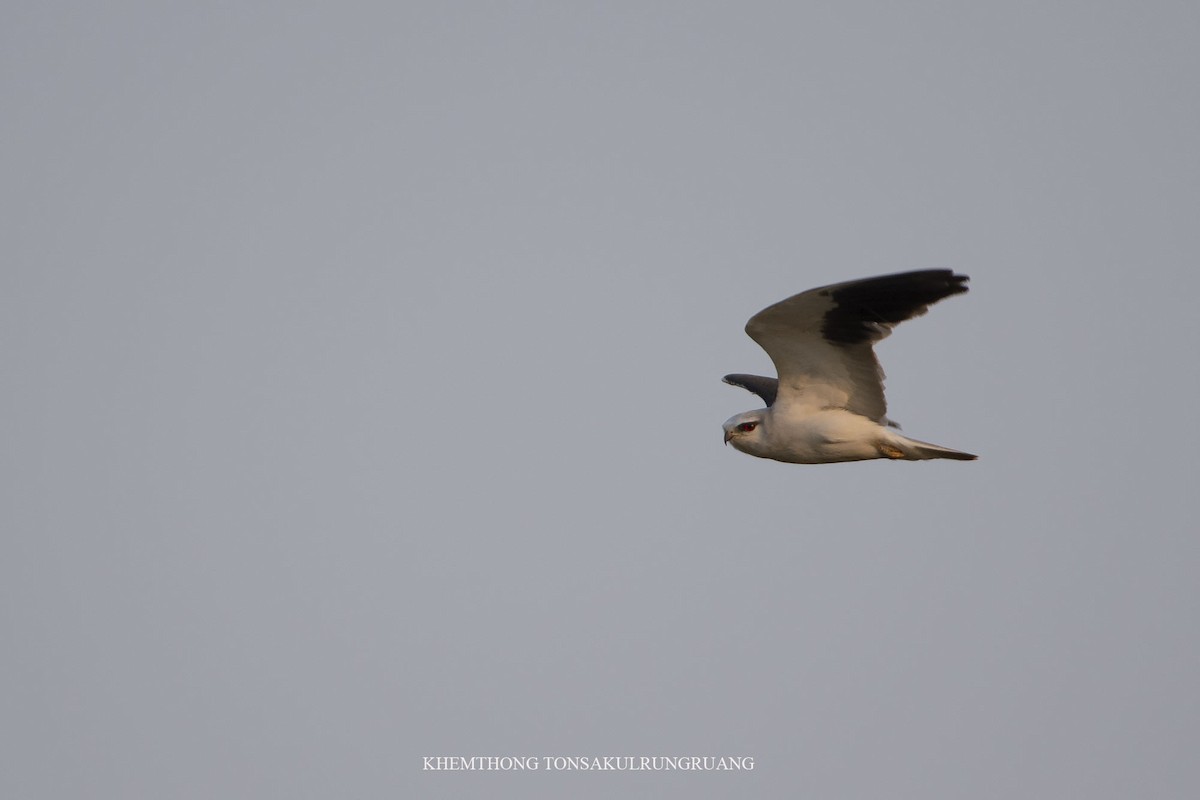 Black-winged Kite (Asian) - Khemthong Tonsakulrungruang