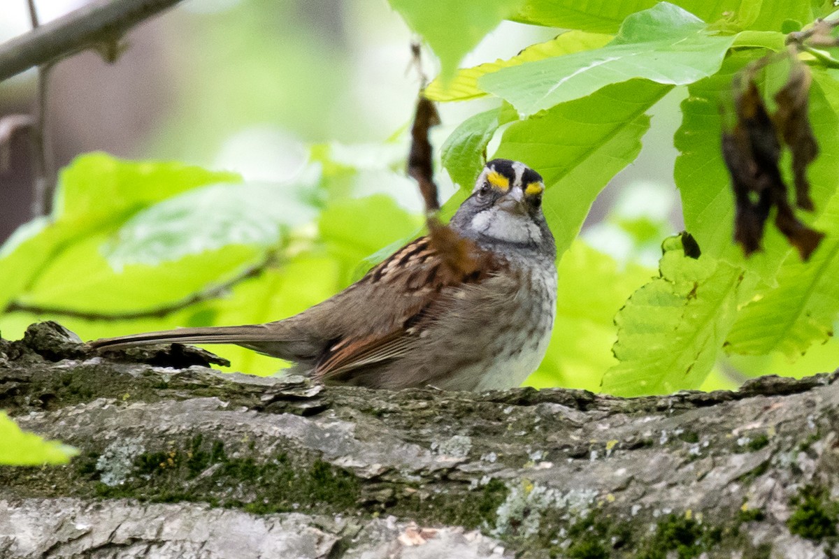 White-throated Sparrow - Ashley Bradford