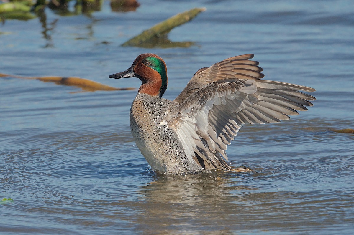 Green-winged Teal - ML303520031